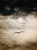 A Silhouetted Frigate Bird Takes Flight in a Stangely Lit Daytime Sky