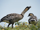 A Pair of Hawaiian or Nene Geese