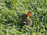 A Baby Cottontail Rabbit Sits Among the Clover