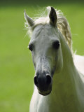 Arabian Horse