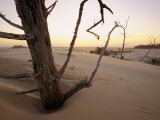 A Twilight View of Driftwood in the Dunes