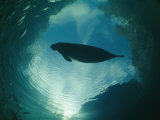 A Florida Manatee is Silhouetted against the Sky