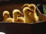 Baby Ducklings