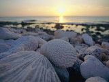 Close up of Shells and Pebbles on a Beach