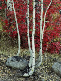 Fall Color in the Wasatch Mountains of Utah