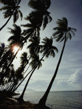 Coconut Palms