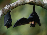 Flying Fox Bats Hang from a Limb in an American Samoa Rainforest