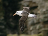 Black-Browed Albatross