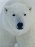 Head Shot of a Polar Bear