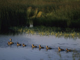 Mother Duck and Ducklings Swimming