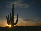 A Saguaro Cactus Silhouetted by the Sunset