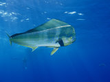 A Dolphin Fish Swims Near the Surface of the Ocean