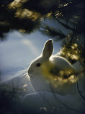 Backlit Portrait of a Little Snowshoe Hare in Winter Camouflage