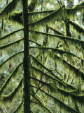 Woodland View of Evergreens and Tree Trunks Covered in Moss