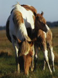 Wild Pony and Foal Grazing in a Field