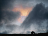 A Silhouetted Grizzly Bear Appears against a Twilight Sky