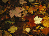 Array of Autumn Maple Leaves and Pine Needles Float in a Creek