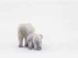 Rear View of a Polar Bear and Her Two Cubs