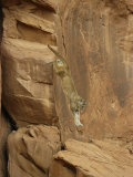 A Mountain Lion Soars Down the Side of a Cliff