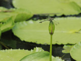 A Dragonfly Balances Delicately on Lily Flower Bud