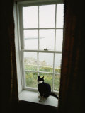 A Cat Sitting on a Windowsill