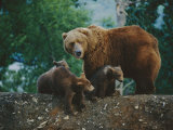 A Mother Grizzly Bear Looks over Her Shoulder as Her Cubs Sit at Her Feet