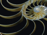 A Close-up of the Cross-Section of a Chambered Nautilus Shell