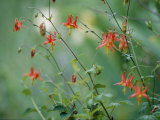 Crimson Columbines Above the Columbia River Gorge
