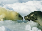 A Newborn Gray Seal Pup Bonds with its Mother
