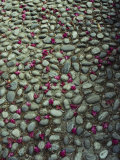 Flower-Strewn Cobblestones