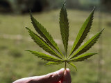 Close-up of a Marijuana Leaf