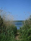 View of a Marsh Framed by Tall Grasses