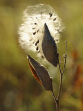 Close View of a Milkweed Pod Gone to Seed