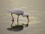 A White Ibis Sticks His Beak in the Water Looking for a Meal