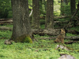 A Fox Sits in a Green Woodland