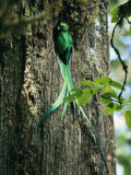 Male Resplendent Quetzal Bearing Food for its Nestlings
