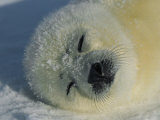 Resting Gray Seal Pup