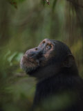 Chimpanzee