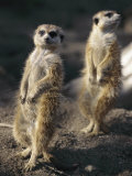 Two Meerkats Stand Guard Outside Their Den