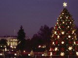 Night View of the Lighted Tree in Front of the White House