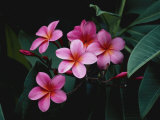 A Close View of Intense Pink Blooms