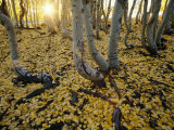 Aspen Trees Stand Above a Carpet of Fallen Leaves