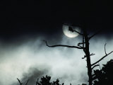 Dead Tree Silhouetted against a Full Moon