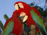 Pair of Captive Red-And-Green Macaws at Busch Gardens