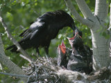 An Adult Raven Feeds a Group of Hungry Chicks