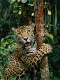 A Jaguar Sharpens it Claws on a Tree Trunk