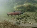 A Chinook Salmon Fish  Also Known as King Salmon  Swims Upstream to Spawn