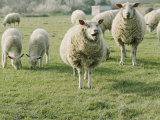 Sheep in a Field in Brittany