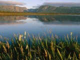 Grasses Grow Along the Edge of a Lake