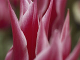 A Close View of Pink Tulip Petals